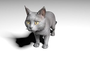 3D Realistic Grey Cat 3D Model model