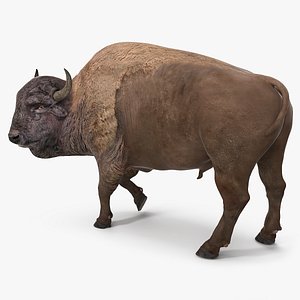 American Bison Rigged 3D model