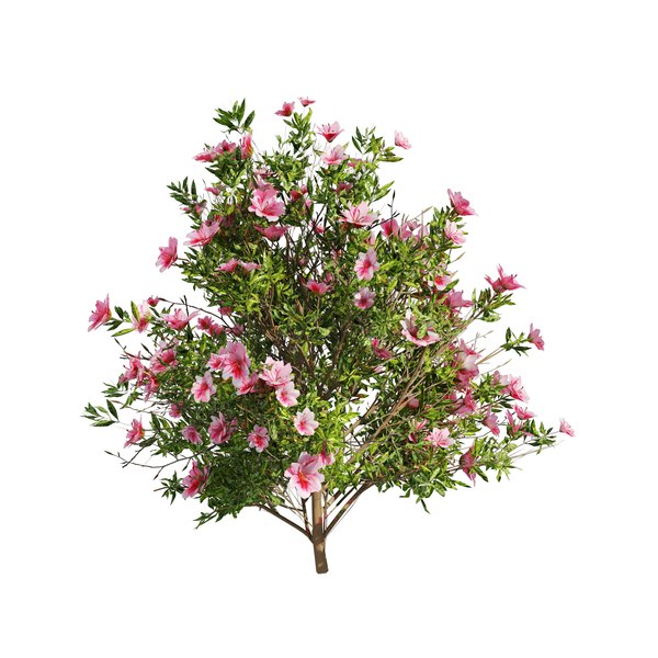 modelo 3d Arbusto de flores de azalea de 4 primaveras - TurboSquid 1898492