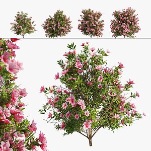 3D 4 spring Azalea Flower Bush