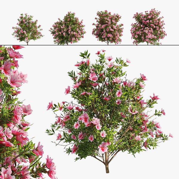 modelo 3d Arbusto de flores de azalea de 4 primaveras - TurboSquid 1898492