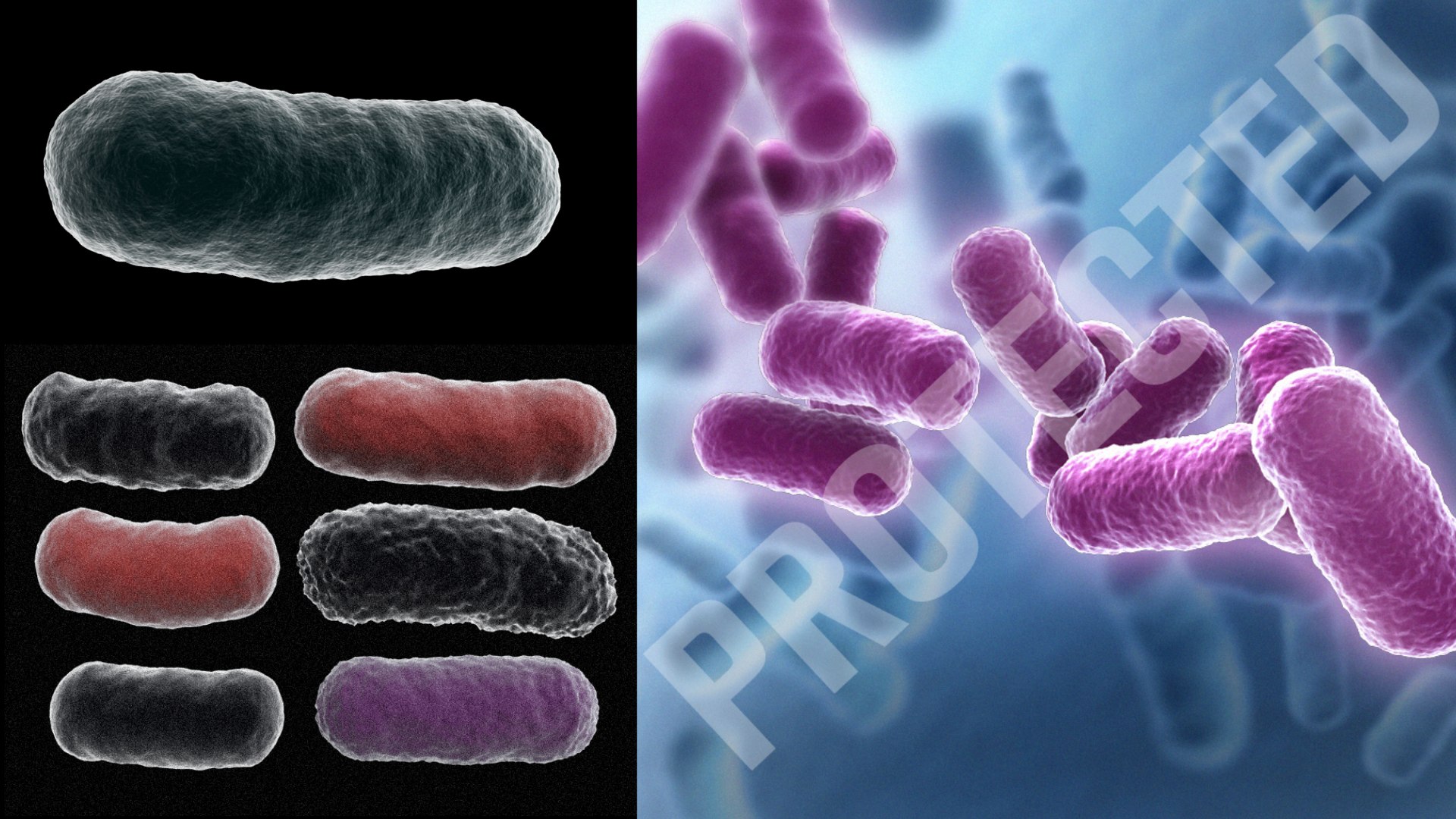 3D virus bacteria microbe https://p.turbosquid.com/ts-thumb/iF/vJfxkQ/pT/bacteriasamples/png/1609646164/1920x1080/fit_q87/c803e0a6db6b5268db9ec9cf2386fdedfb8a1b48/bacteriasamples.jpg