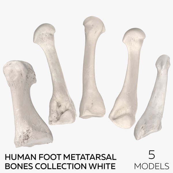 Human Foot Metatarsal Bones Collection White - 5 models 3D model