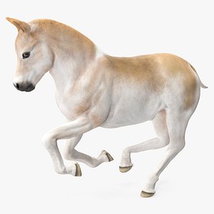 Galloping Shetland Pony 3D