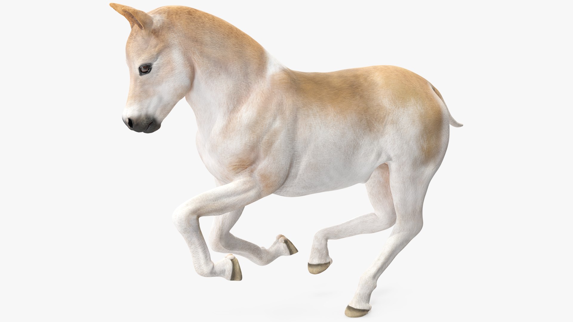 Galloping Shetland Pony 3D model preview