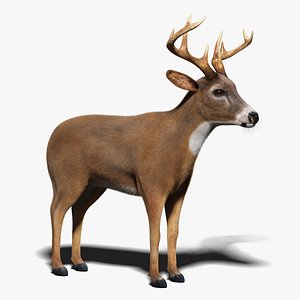 3D deer fur model