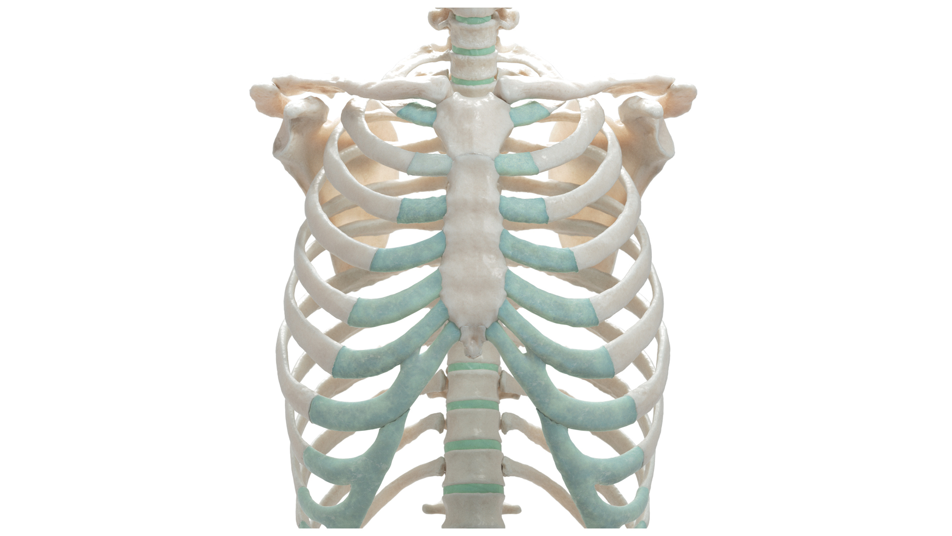 Female Torso Skeleton Model - TurboSquid 1652173