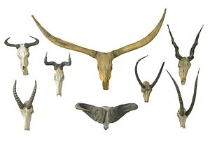 animals skeleton skull pack model