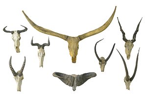 Animals skeleton skull Pack