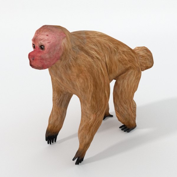 Blender Monkey Models TurboSquid