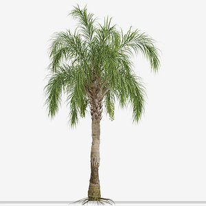 Set of Queen palm or Syagrus romanzoffiana Trees - 2 Trees 3D model