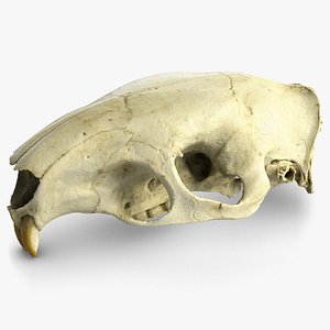big rat skull raw 3d max