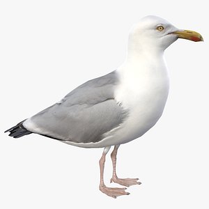 3D Seagull model