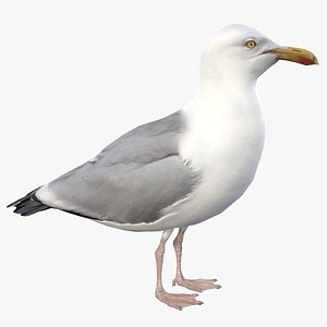 Seagull