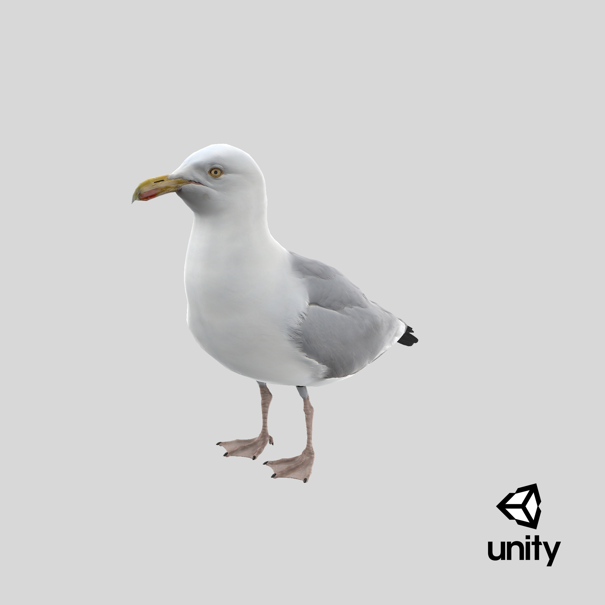 3D Seagull model - TurboSquid 1904607