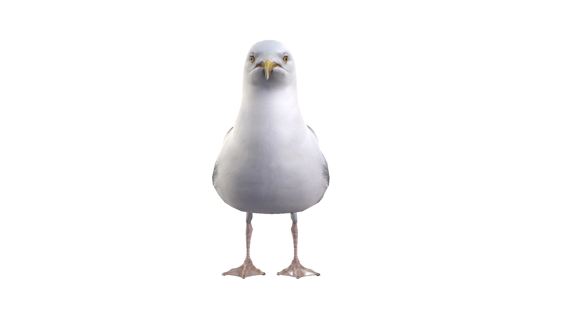 3D Seagull Model - TurboSquid 1904607