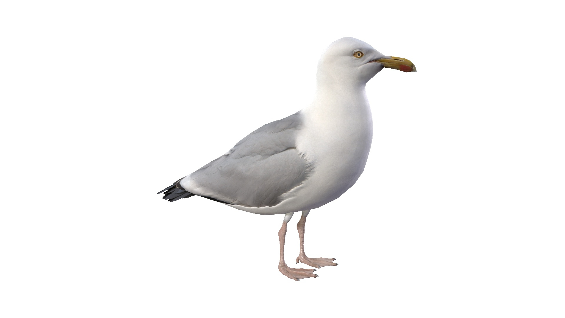 3D Seagull Model - TurboSquid 1904607