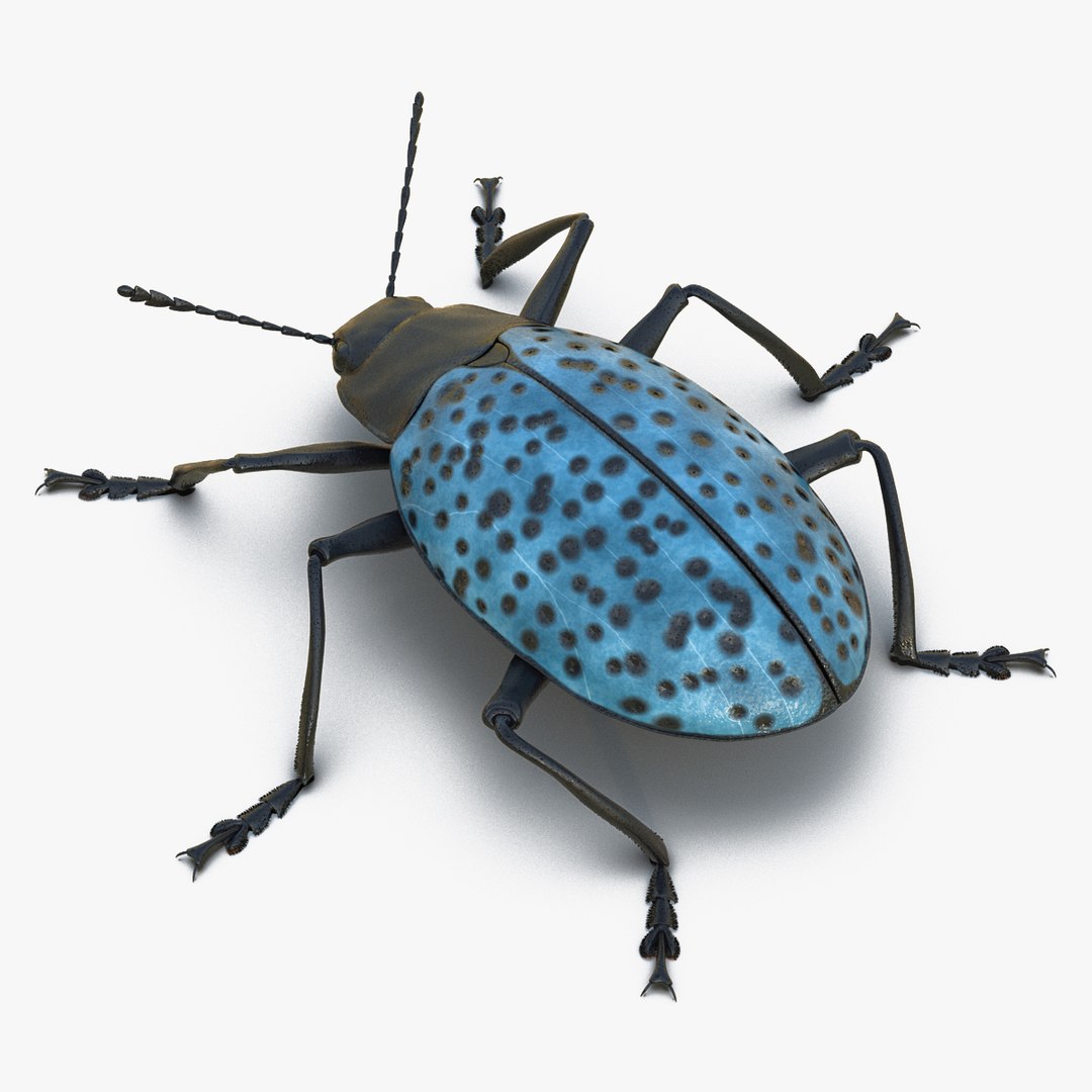 Gibbifer Californicus Beetle 2 Rigged 3D Model 3D model preview
