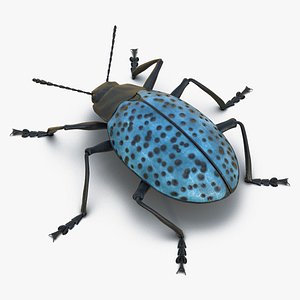 gibbifer californicus beetle 2 x