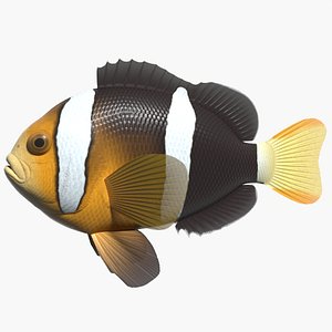 yellowtail clownfish 3ds