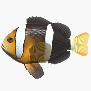 Yellowtail clownfish