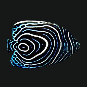 Juv Emperor Fish