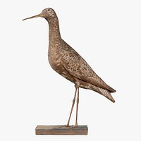 Eskimo Curlew Numenius Borealis Remastered