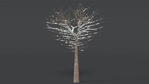 Tree With Snow