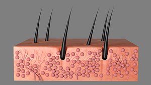 Hair Skin Anatomy