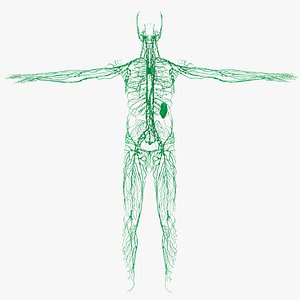 Lymphatic System With Spleen