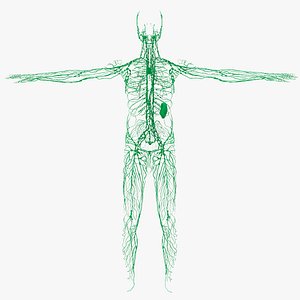 Lymphatic System With Spleen