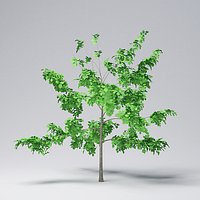 Mountain Maple - 240cm