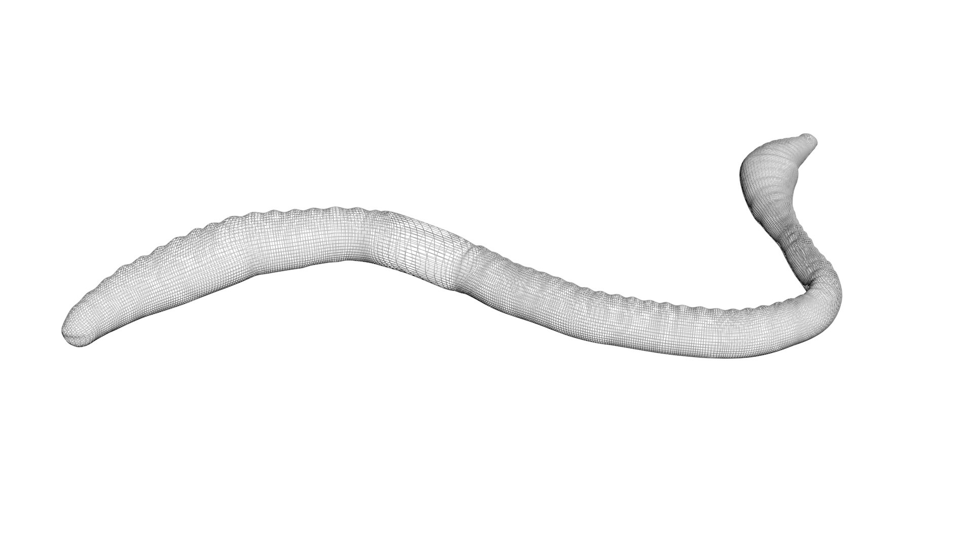 3D model Worms Set https://p.turbosquid.com/ts-thumb/iH/RUjE5a/7i/earthwormnew15/jpg/1716357246/1920x1080/fit_q87/afb4b1a4e8a5b0e7603173936423dea21560bd53/earthwormnew15.jpg