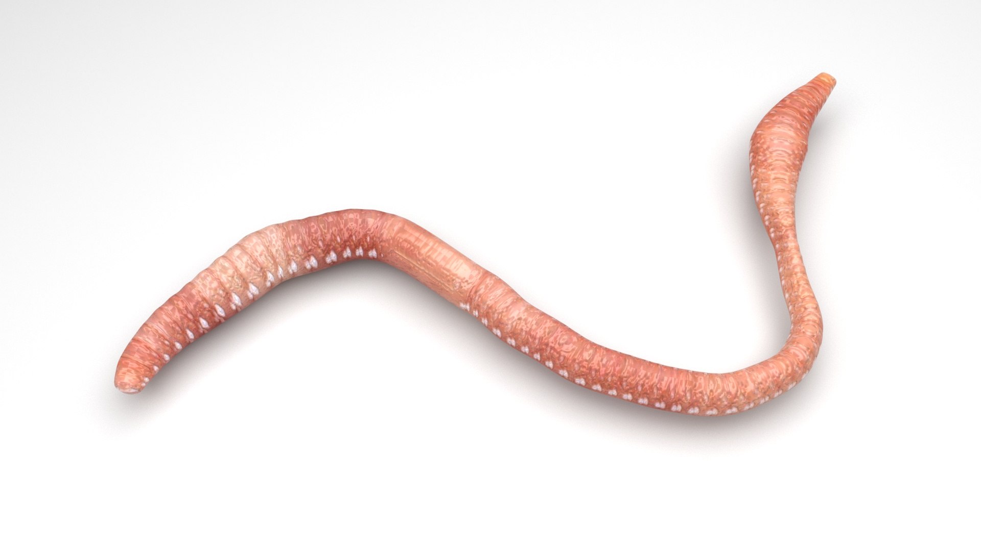3D model Worms Set https://p.turbosquid.com/ts-thumb/iH/RUjE5a/NK/earthwormnew/jpg/1716357246/1920x1080/fit_q87/1fa49940d7430e10146947ba594f36a8f63df305/earthwormnew.jpg