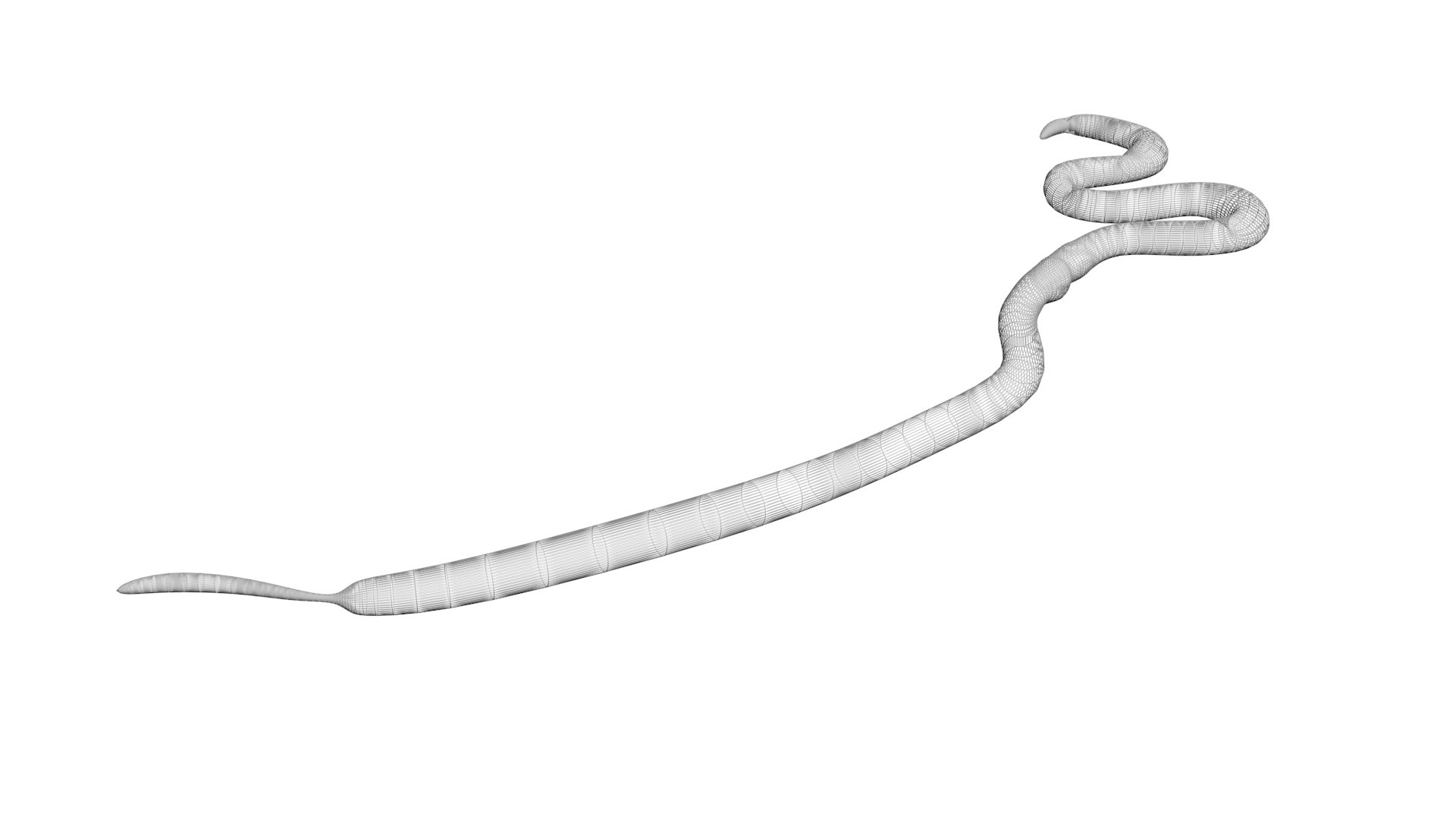 3D model Worms Set https://p.turbosquid.com/ts-thumb/iH/RUjE5a/X3/roundwormnew12/jpg/1716357287/1920x1080/fit_q87/882cdf6489e4a3c88836894811b0eaed978e940d/roundwormnew12.jpg