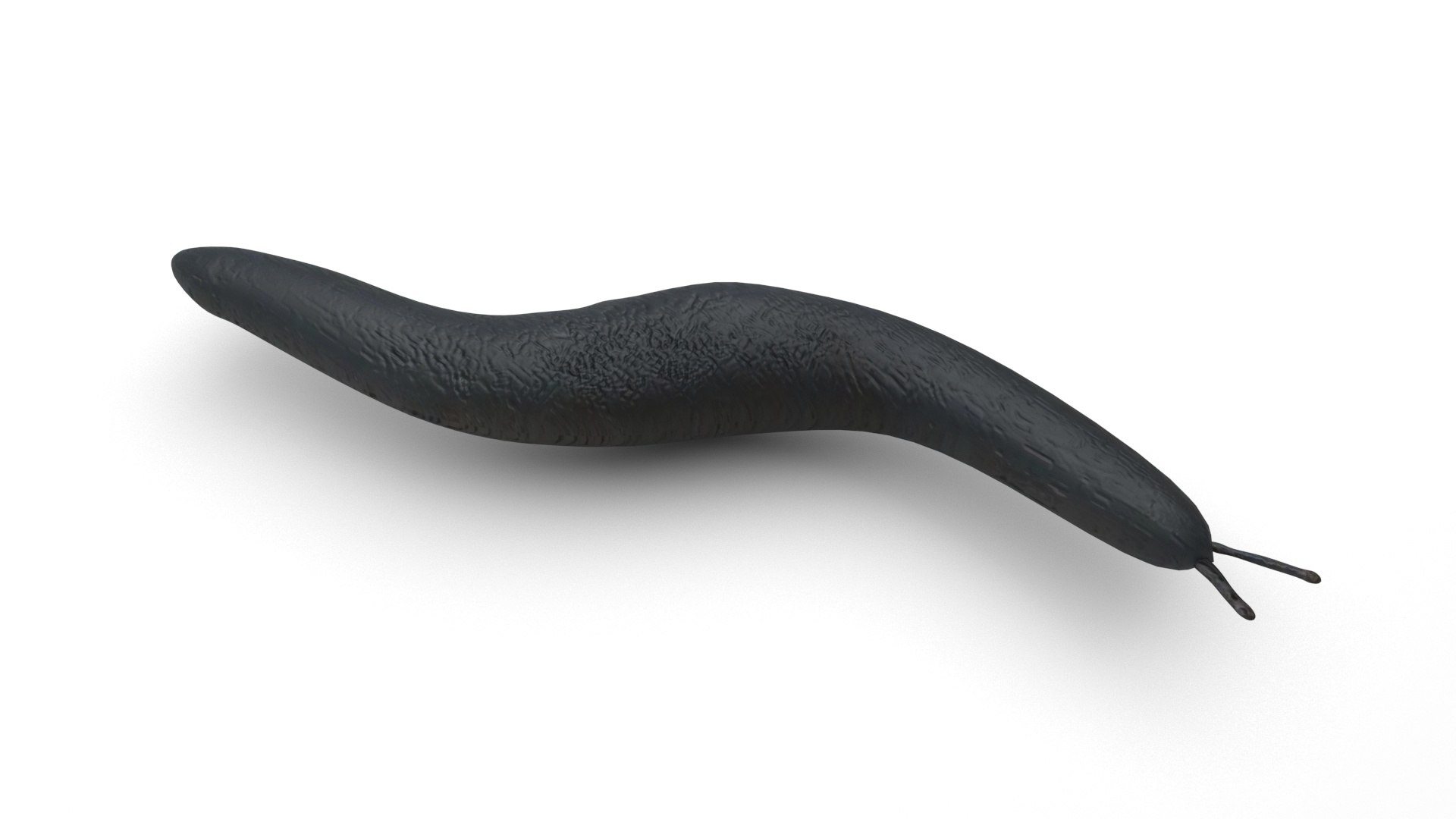 3D model Worms Set https://p.turbosquid.com/ts-thumb/iH/RUjE5a/ei/flatworm/jpg/1716357283/1920x1080/fit_q87/6fba95f3174f316c24f25873c2cad0c98f096f3a/flatworm.jpg