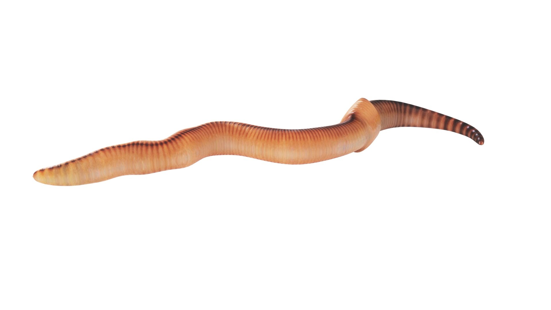 3D model Worms Set https://p.turbosquid.com/ts-thumb/iH/RUjE5a/jx/worm7/jpg/1648401040/1920x1080/fit_q87/f47d83df0a9e33710aa7298bf7ecf44c624bfe41/worm7.jpg