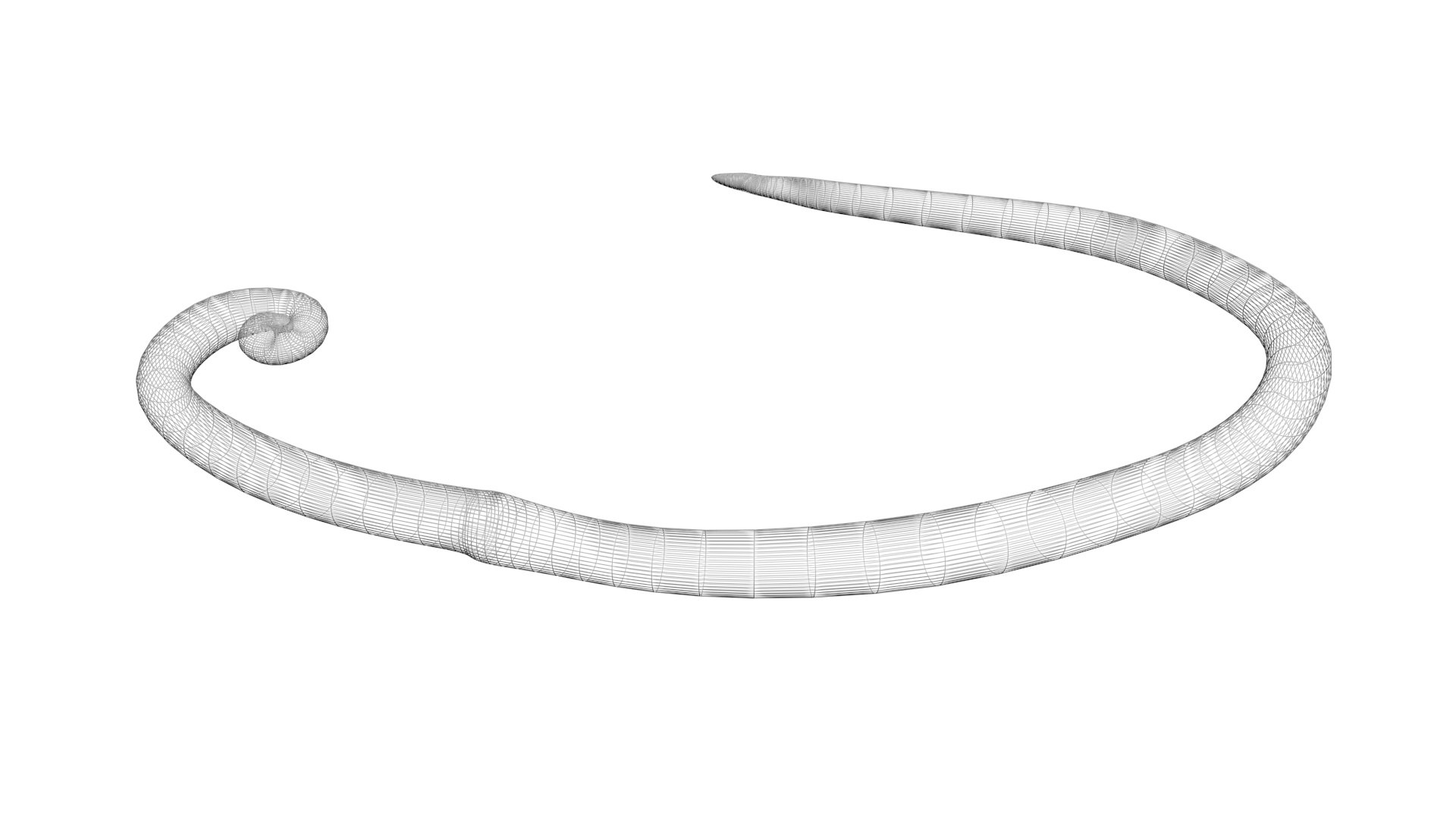 3D model Worms Set https://p.turbosquid.com/ts-thumb/iH/RUjE5a/nj/whipwormnew14/jpg/1716357290/1920x1080/fit_q87/987c9132fa2c5f4bbc959fe61abe3009b5e31060/whipwormnew14.jpg