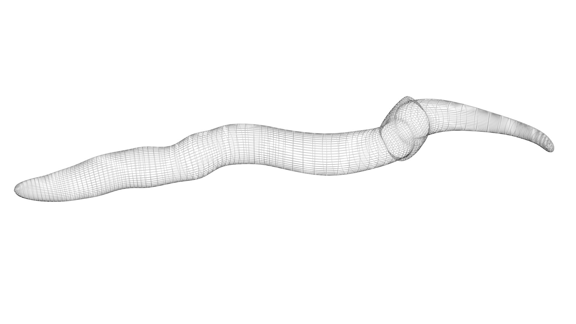 3D model Worms Set https://p.turbosquid.com/ts-thumb/iH/RUjE5a/no/worm14/jpg/1648401040/1920x1080/fit_q87/18a695cb3b6a8641b60a3fc5e982a7d6ef5f0b7a/worm14.jpg