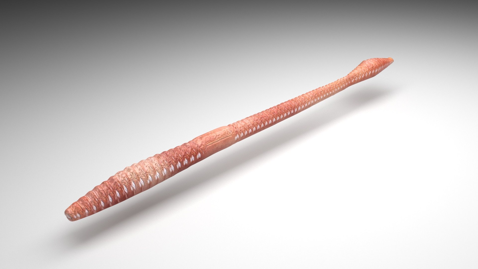 3D model Worms Set https://p.turbosquid.com/ts-thumb/iH/RUjE5a/p7/straightwormnew/jpg/1716357248/1920x1080/fit_q87/61a6bf0be2bed913de94ecea9785acc2ac101389/straightwormnew.jpg