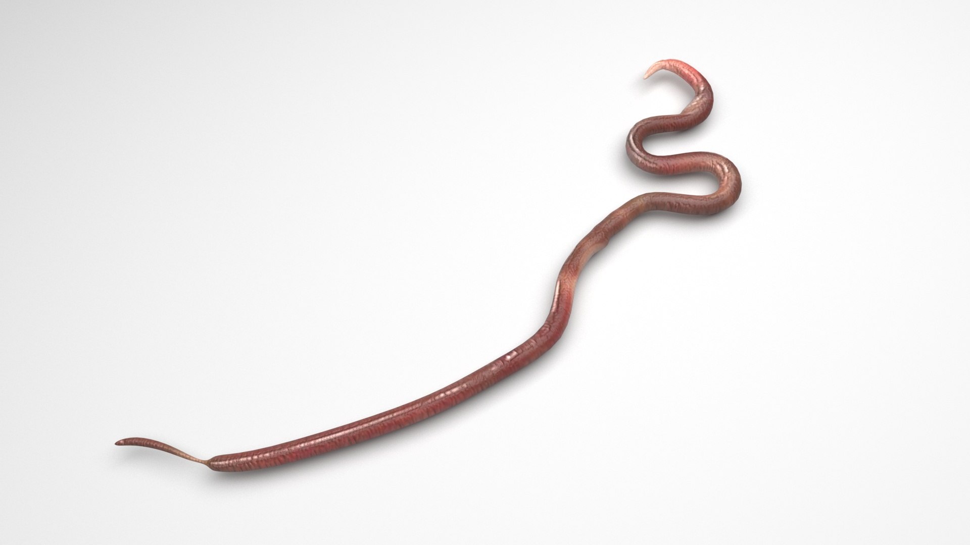 3D model Worms Set https://p.turbosquid.com/ts-thumb/iH/RUjE5a/qd/roundwormnew/jpg/1716357288/1920x1080/fit_q87/c70318230d799b853fc0bbf20ac2408057e414e4/roundwormnew.jpg