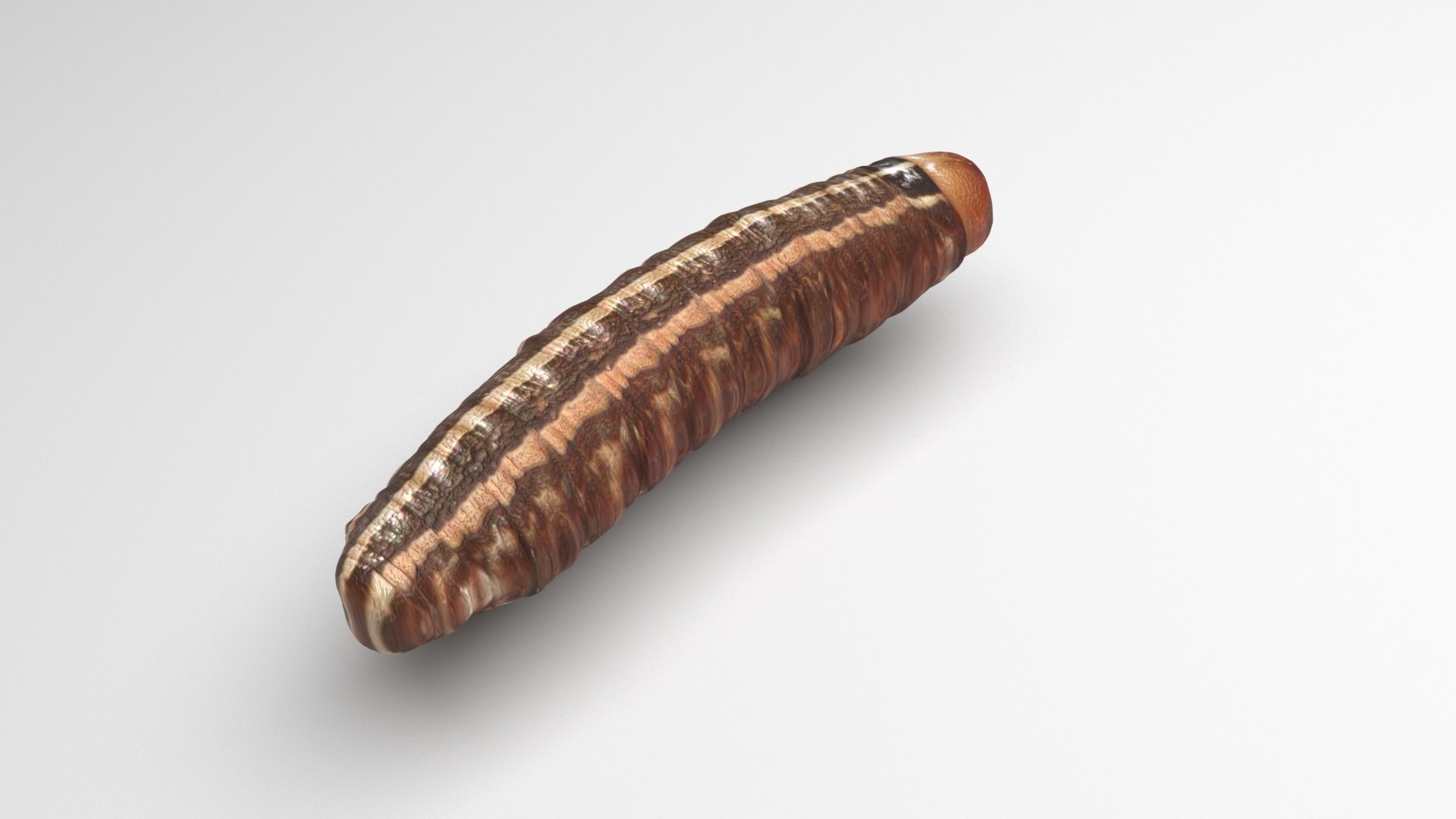 3D model Worms Set https://p.turbosquid.com/ts-thumb/iH/RUjE5a/ye/cutworm/jpg/1716357281/1920x1080/fit_q87/725327b7c26b81eb4b2886577e24eb04b82a9dde/cutworm.jpg