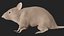 小さなネズミ