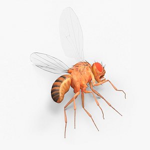 Fruit Fly Dead 3D