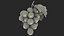 Grapes Collection 3D model