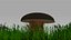 porcini