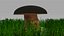 porcini