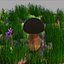 porcini