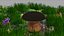 porcini