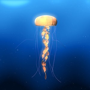 jellyfish fish 3d model